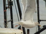 SX00459 Seagull taking off [Herring Gull - Larus Argentatus].jpg